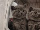 Chatons British shorthair de race Pr&ecirc;t &agrave; partir