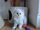 ❤️ Magnifique chaton persan disponible &hearts;️