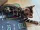 Les chatons du Bengale sont pr&ecirc;ts