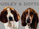 Bassets enregistr&eacute;s Kc