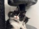 Chatons de race pure de la lign&eacute;e europ&eacute;enne du Maine coon