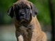 Canne Corso chiots &agrave; vendre