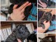 Bulldog fran&ccedil;ais chiots &agrave; vendre