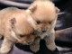 Spitz de Pom&eacute;ranie chiots
