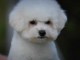 Bichon fris&eacute; chiot m&acirc;le