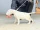 Bull-terrier standard chiots