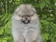 Spitz de Pom&eacute;ranie chiots