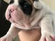 Chiots bouledogue fran&ccedil;ais