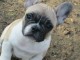 Chiots bouledogue fran&ccedil;ais