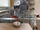 Disponible Gabon cultiv&eacute; perroquet pour l&rsquo;adoption contact pour p