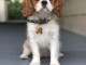 Chiot cavalier king Charles