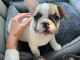 Chiots bouledogue fran&ccedil;ais