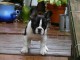 Chiots bouledogue fran&ccedil;ais