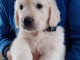 Chiots golden retriever