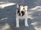 Chiots bouledogue fran&ccedil;ais