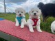 0682129448  Bichon a donn&eacute; 