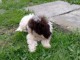 Lagotto Romagnolo chiots
