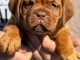 Dogue de Bordeaux chiots