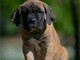 Canne Corso chiots &agrave; vendre