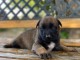 Berger Belge chiots &agrave; vendre