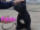 Cane Corso chiots &agrave; vendre
