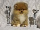 Pom&eacute;raniens Bouh chiots