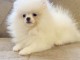 Spitz de Pom&eacute;ranie chiots