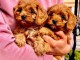 Cavapoo chiots &agrave; vendre
