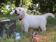 chiot Golden Retriever &acirc;g&eacute; de 3 mois