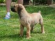 Boerboel (M&acirc;tin sud-africain) chiots