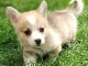 Corgie gallois chiots &agrave; vendre