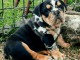 Bulldog anglais chiots &agrave; vendre