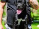 Cane Corso chiot femelle