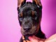 Doberman chiots &agrave; vendre