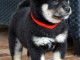 Shiba Inu chiots &agrave; vendre