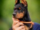 Doberman chiots &agrave; vendre