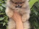 Spitz de Pom&eacute;ranie chiots