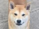 Shiba Inu chiots &agrave; vendre