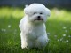 Bichon fris&eacute; chiot &agrave; vendre