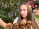 Cockapoo chiots &agrave; vendre