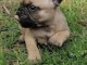 Magnifique chiots bouledogue fran&ccedil;ais disponible pour bonne famil