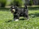 Schnauzer nain chiots