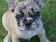 Magnifiques chiots bouledogue fran&ccedil;ais disponible pour bonne fami