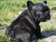 Magnifiques chiots bouledogue fran&ccedil;ais disponible pour bonne fami