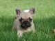 Magnifiques chiots bouledogue fran&ccedil;ais disponible pour bonne fami