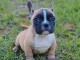 Magnifiques chiots bouledogue fran&ccedil;ais disponible pour bonne fami