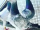 Pigeon voyageur &agrave; donner contre bon soins 