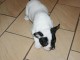 Magnifiques chiots bouledogue fran&ccedil;ais disponible pour bonne fami