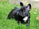 Magnifiques chiots bouledogue fran&ccedil;ais disponible pour bonne fami