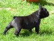 Magnifiques chiots bouledogue fran&ccedil;ais disponible pour bonne fami